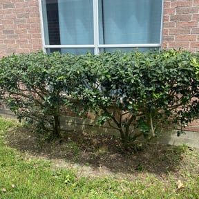 Bush Trimming by Trash Cupid Rental reviewed on May 15, 2024