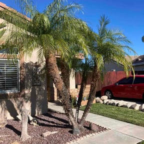 Bush Trimming by All in One Touch reviewed on December 11, 2025