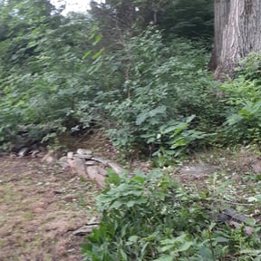 Bush Trimming by Manicure Lawn Care reviewed on August 21, 2025