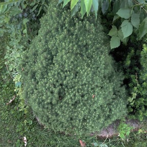 Bush Trimming by A+Plus Maintenance reviewed on August 19, 2025