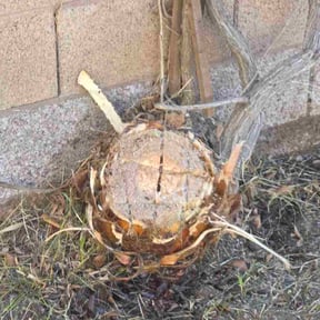 Bush Trimming by 911 Elite Landscaping reviewed on December 11, 2025