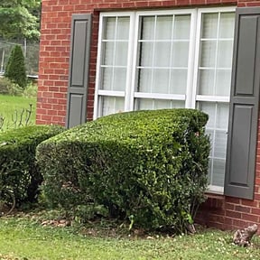 Bush Trimming by Ochoa Landscape and Irrigaton LLC reviewed on August 18, 2025