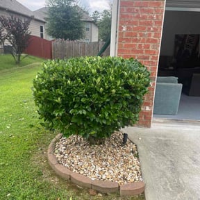 Bush Trimming by Cardinal lawn care and maintenance LLC reviewed on November 4, 2025