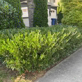 Bush Trimming by G.O.A.T. Lawn Care reviewed on October 23, 2025