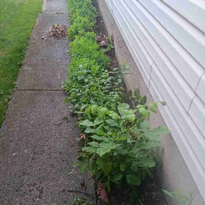 Leaf Removal by B&amp;C Lawn and Landscaping LLC reviewed on June 12, 2026