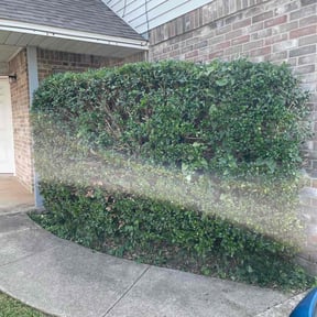 Bush Trimming by HopeScape reviewed on April 19, 2024