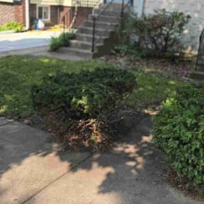 Bush Trimming by Myles And Son’s reviewed on August 16, 2025