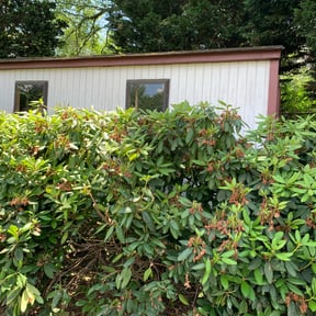 Bush Trimming by First Choice Lawn & Landscape reviewed on August 21, 2025