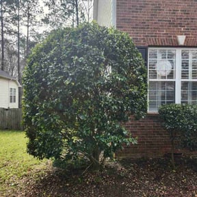 Bush Trimming by GrassMate Lawn Care reviewed on November 23, 2025