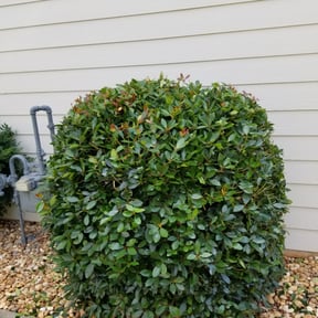 Bush Trimming by Perry Family Maintenance LLC reviewed on August 14, 2025