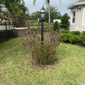 Bush Trimming by McGuire Lawn &amp; Leaf reviewed on May 8, 2024