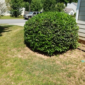 Bush Trimming by Pena lawn service reviewed on August 15, 2025
