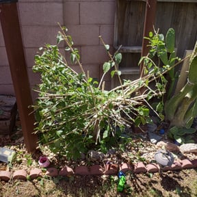 Bush Trimming by Speedy Beez Lawn Care reviewed on August 21, 2025