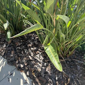 Flower Bed Weeding by Deal&#039;s Lawn Maintenance reviewed on November 7, 2025