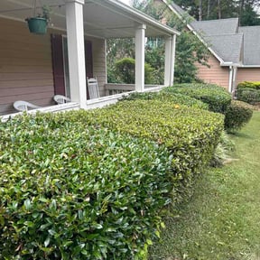 Bush Trimming by Wildroot Landscape Solutions reviewed on July 14, 2026