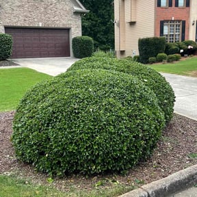 Bush Trimming by Paul Ney reviewed on August 20, 2025