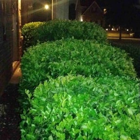 Bush Trimming by NC Dip and Clip reviewed on November 19, 2025