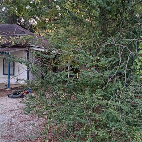 Bush Trimming by Simple Lawn Svc reviewed on November 19, 2025