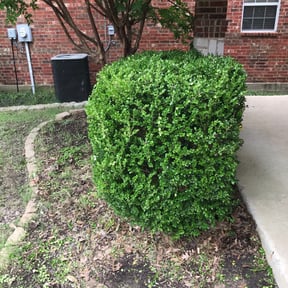 Bush Trimming by ATM reviewed on November 23, 2025