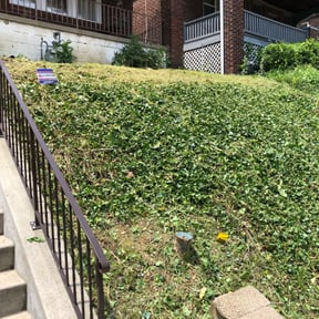Bush Trimming by Lc landscaping reviewed on August 16, 2025