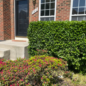 Bush Trimming by Transit LLC reviewed on August 19, 2025