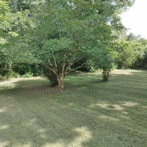 Bush Trimming by KLS Lawn reviewed on August 18, 2025