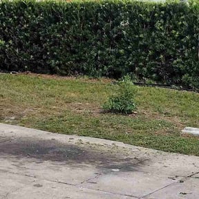 Bush Trimming by Stevens lawncare reviewed on August 20, 2025
