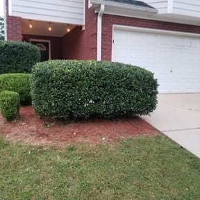 Bush Trimming by Picture perfect lawn maintenance reviewed on August 20, 2025