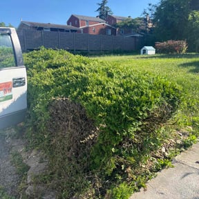 Bush Trimming by Hooper House LLC reviewed on August 21, 2025