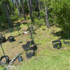 Bush Trimming by F&amp;D lawncare reviewed on November 19, 2025