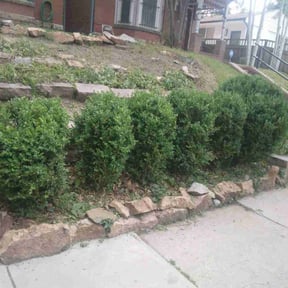 Bush Trimming by Pepperseed Professional Outdoor Services reviewed on August 14, 2025