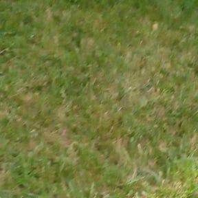 Bush Trimming by MFR Property Services LLC reviewed on August 18, 2025