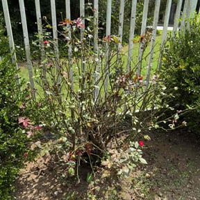 Leaf Removal by Three Bears Lawn Care (West Delivery) reviewed on September 19, 2025