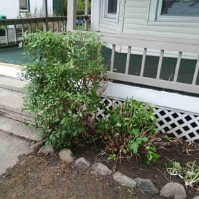 Bush Trimming by Dave's Lawncare reviewed on May 24, 2026