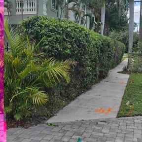 Bush Trimming by New Day Lawn Care reviewed on November 10, 2025