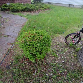 Bush Trimming by Alvin Smith reviewed on August 15, 2025