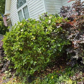 Bush Trimming by Supreme Home Services reviewed on August 17, 2025