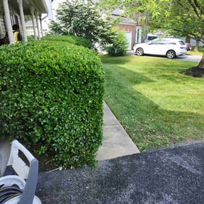 Bush Trimming by Hector's Lawn Care reviewed on March 22, 2024