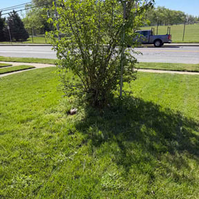 Bush Trimming by bena farms llc reviewed on April 23, 2026