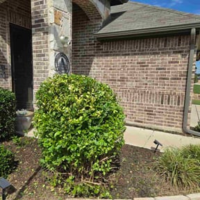 Bush Trimming by PizzaCuts reviewed on October 20, 2025