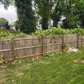 Bush Trimming by Reyes Yard Services reviewed on November 25, 2025