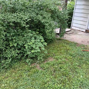 Bush Trimming by Calebs Lawn Care reviewed on May 28, 2026