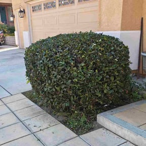 Bush Trimming by Walsh Landscape - Irrigation reviewed on November 22, 2025