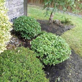 Bush Trimming by Madrid Co. reviewed on October 23, 2025