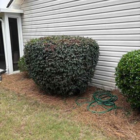 Bush Trimming by NXT level landscaping and design reviewed on June 9, 2026