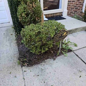 Bush Trimming by Any CutZ reviewed on August 20, 2025