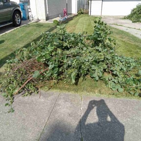 Bush Trimming by A Plus T lawnCare Service reviewed on August 18, 2025
