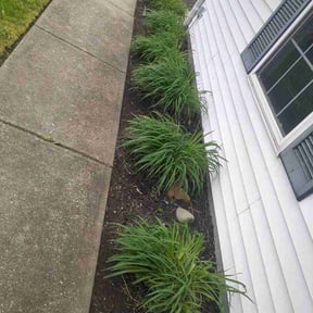 Flower Bed Weeding by Oleg's Lawn Services reviewed on May 11, 2026