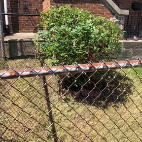 Bush Trimming by Brandon’s property services reviewed on August 17, 2025
