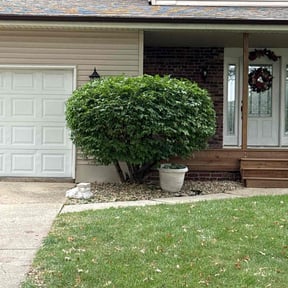 Bush Trimming by BCH services reviewed on June 10, 2025